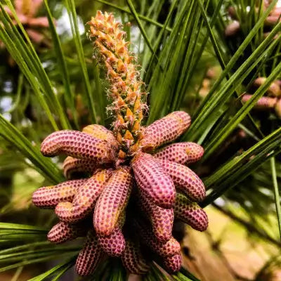 Pinkish-purple loblolly pine cones with dotted texture among green needles