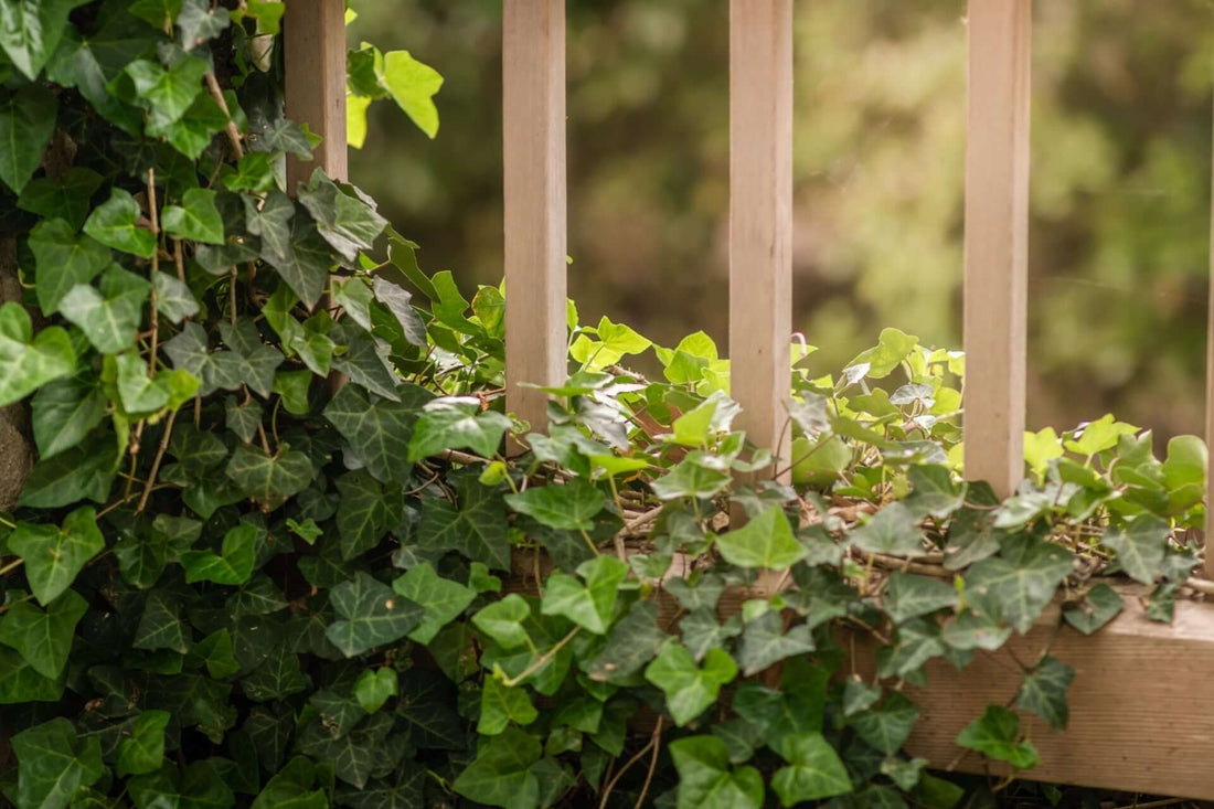 Lush green English ivy cascading over light wooden deck railings