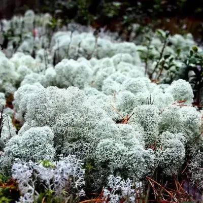 Fuzzy pale greenish-white reindeer moss lichen clusters on forest floor