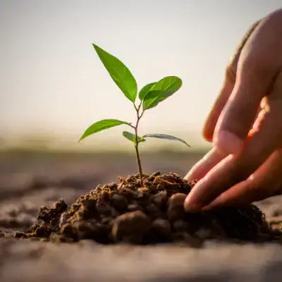 Delicate green sprout emerges from dark soil at TN Nursery