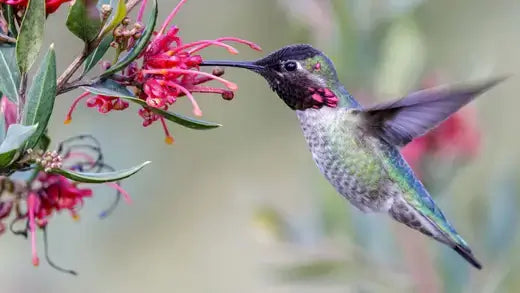 Vibrant green iridescent hummingbird hovers by red flowers to attract to garden