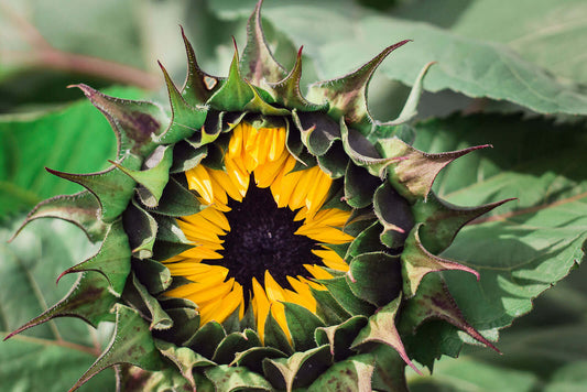Vibrant yellow Black Eyed Susan sunflower with dark center and spiky green bracts