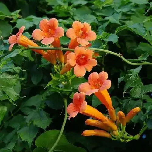Vibrant orange trumpet flowers on versatile green garden vines