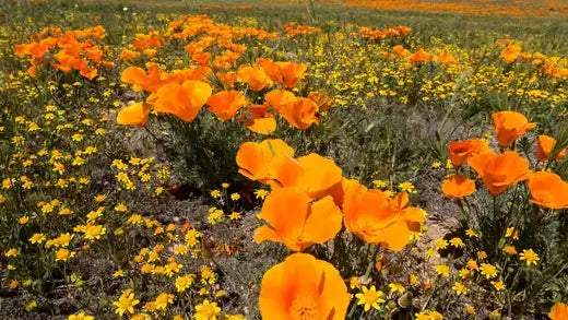 Vibrant orange golden poppies blooming in yellow wildflower field