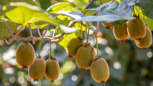 Ripe fuzzy kiwi fruits hanging from vine in Kiwi Craze article