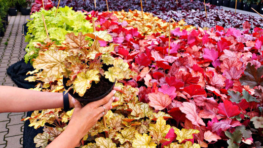 Hand holding potted Heuchera with yellow, green, reddish-brown variegated leaves