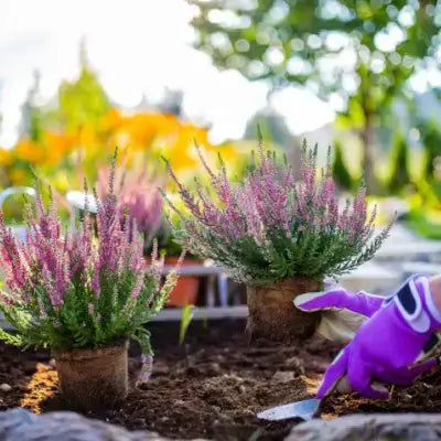 Purple gardening glove with white trim holding trowel for spring perennials