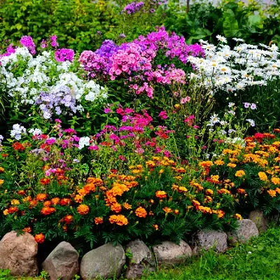 Vibrant perennial garden bed with purple, pink, white, orange flowers