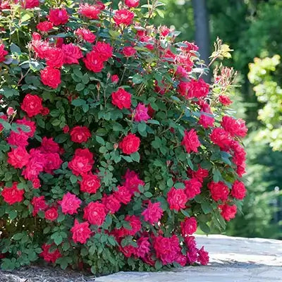Lush deep red rose bush with glossy green leaves in Captivating Shrubs article