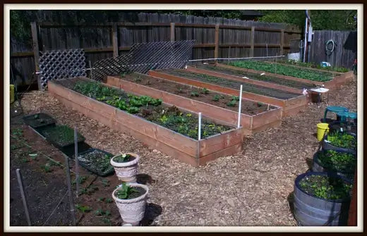 Square foot gardening with wooden raised beds and green plants