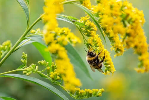 Fuzzy bumblebee on goldenrod, benefits of native plants for bees