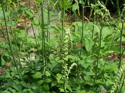 Black cohosh plant with tall stems, green leaves and white flower clusters