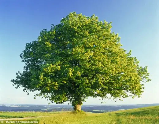 Lush green tree on grassy hill, ideal for DIY landscaping on a budget