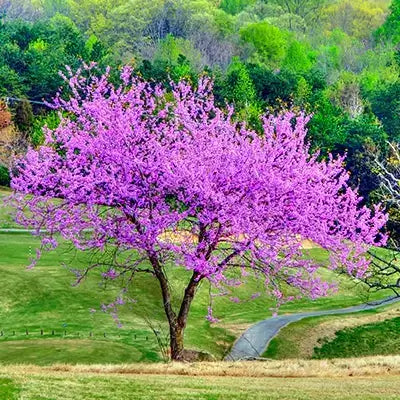 Vibrant purple redbud tree with dense blossoms in lush green field