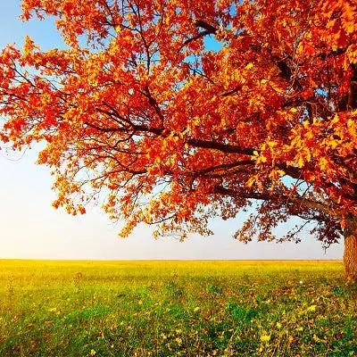 Vibrant orange maple tree with fiery fall foliage against blue sky