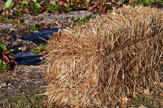 Golden-brown hay bale for hay bale gardening