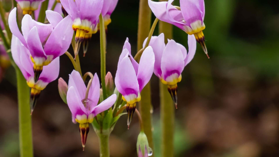 North American wildflower Shooting Star with delicate pink flowers and yellow centers