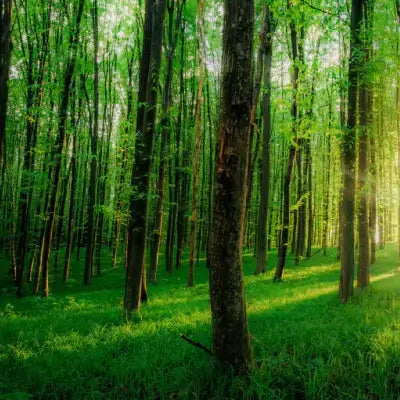 Tn Nursery donated tall slender trees with vibrant green foliage in dense forest