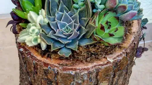 Rustic wooden log planter with green, blue-gray and purple succulents
