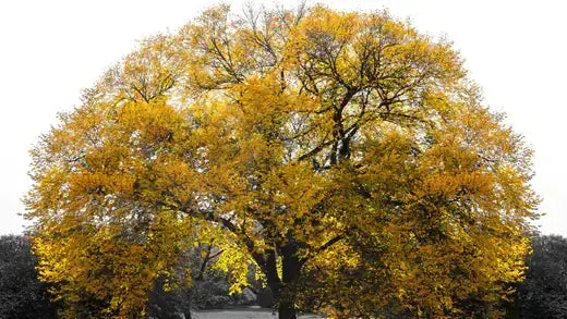 Majestic golden-yellow extraordinary redwood tree with vibrant autumn foliage