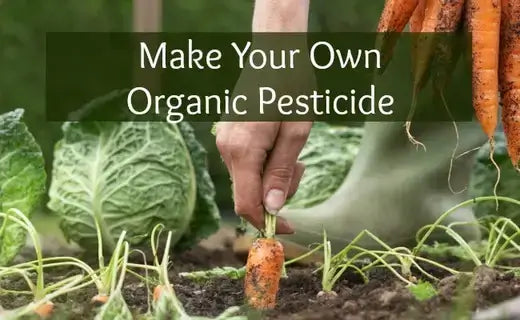 Fresh organic carrot with green top held gently from garden soil