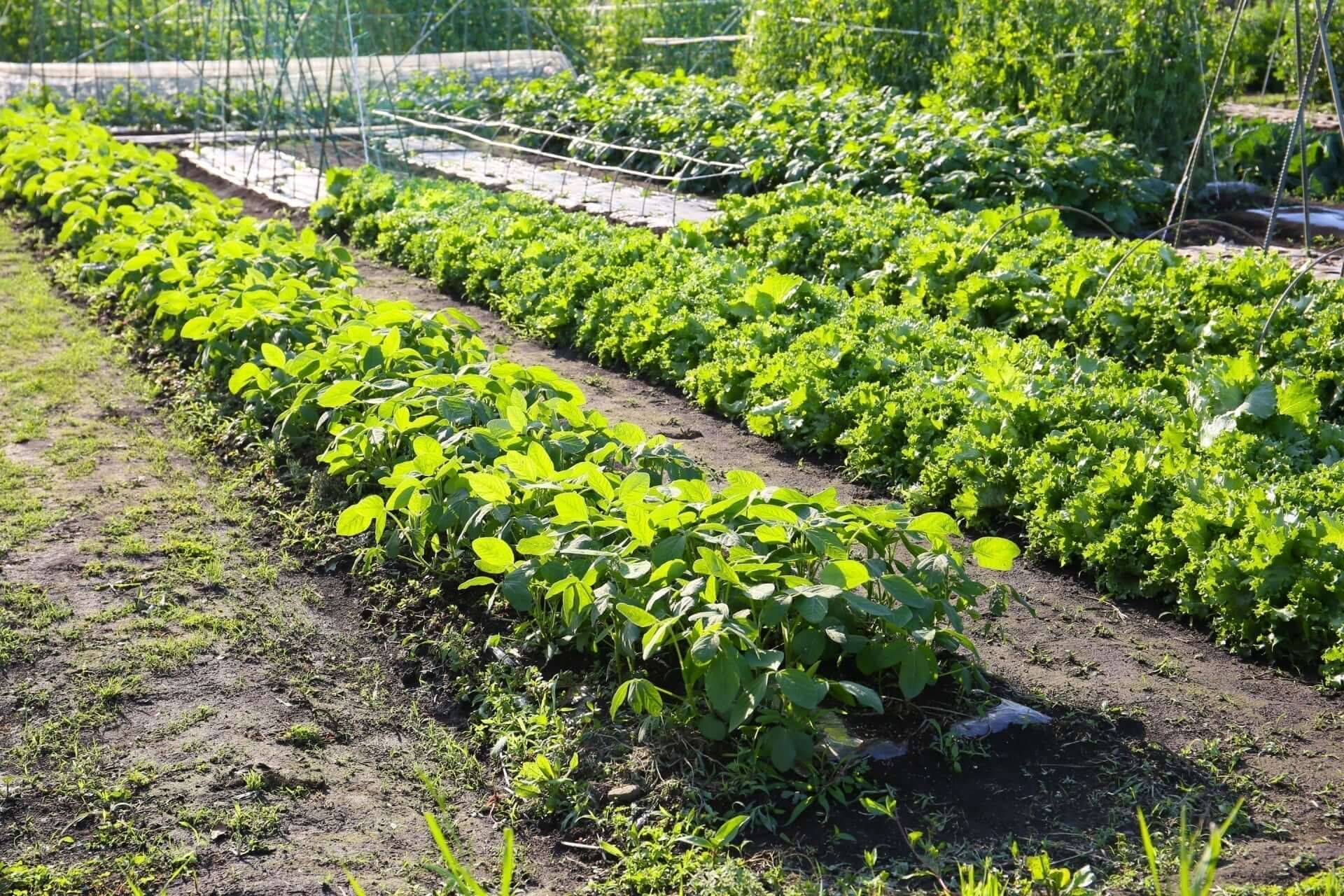 Vibrant green leafy vegetables in sustainable garden beds
