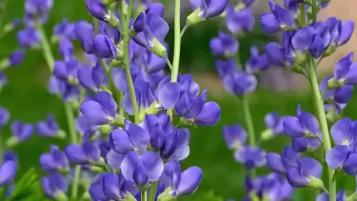 Vibrant purple lupine flowers blooming in TN Nursery article on Blue Wild Indigo