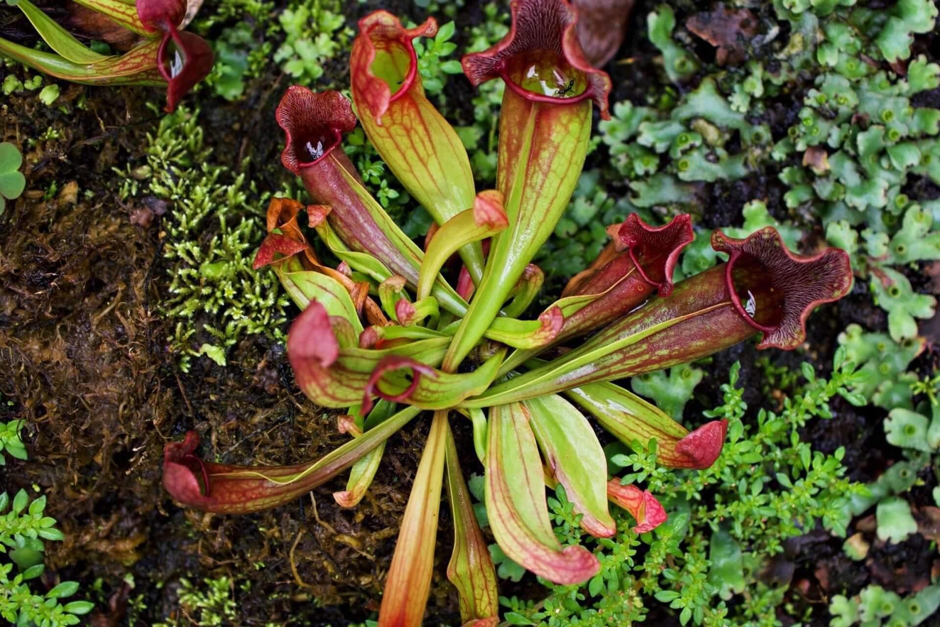 Vibrant green and red pitcher plants with glossy traps on mossy ground
