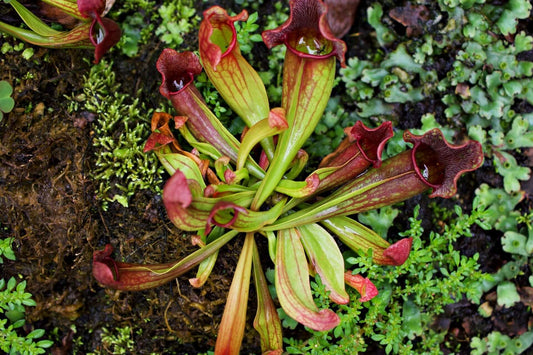 Vibrant green and red pitcher plants with glossy traps on mossy ground