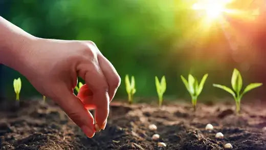 Hand planting small red seed in rich soil for budget gardening