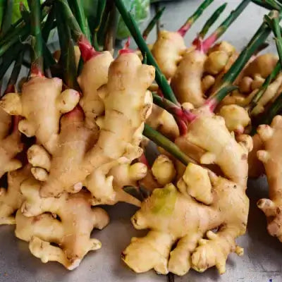 Fresh ginger roots with knobby beige-brown skin and green stems
