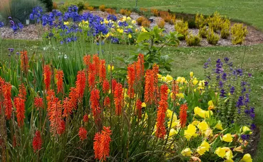 Vibrant orange flame-like perennials blooming with fall foliage