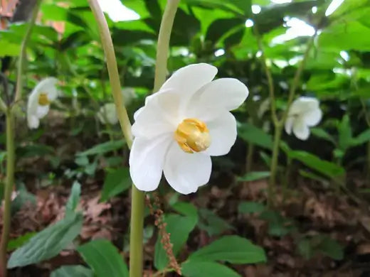 Delicate white May apple flower with golden center in lush green foliage