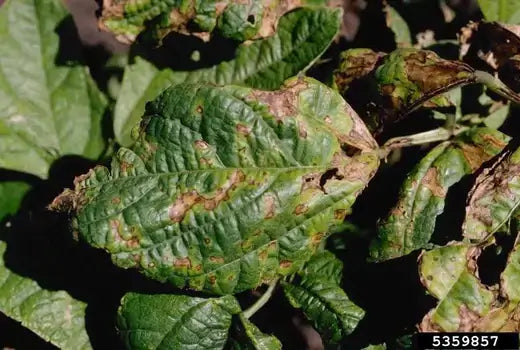 Green leaf with brown spotted patches from common plant diseases