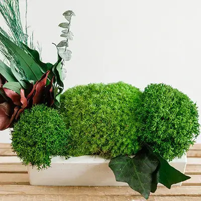 Vibrant green topiary moss in sleek white rectangular planter