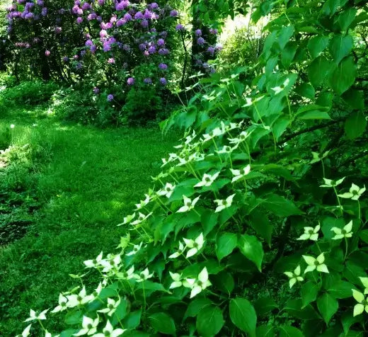 Lush green ornamental shrub with white star flowers and purple blossoms