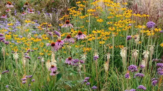 Vibrant meadow of top garden perennials: purple coneflowers, yellow wildflowers