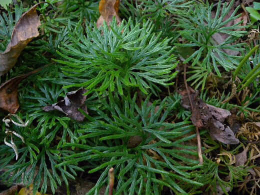 Vibrant green feathery fronds of fan clubmoss with delicate ferny texture
