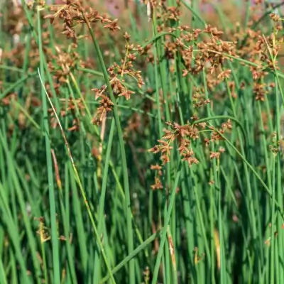 Tall hard stem bulrush reeds with brown seed heads swaying in field