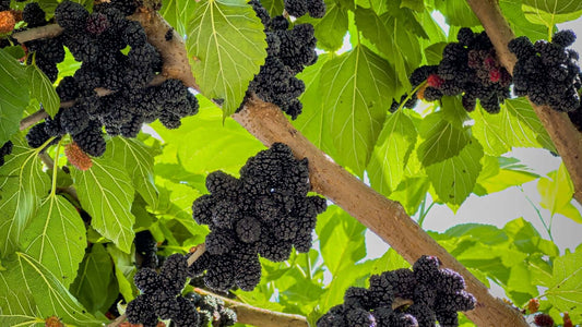 Clusters of ripe dark purple mulberries on majestic mulberry tree branch