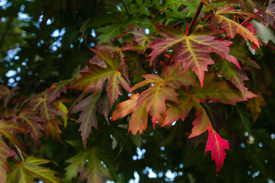 Vibrant maple leaves in red, orange, and green hues for oak landscaping