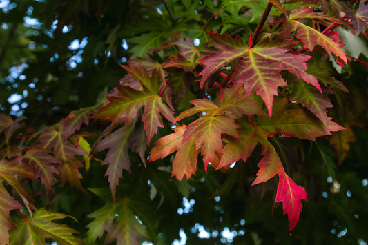 Vibrant maple leaves in red, orange, and green hues for oak landscaping
