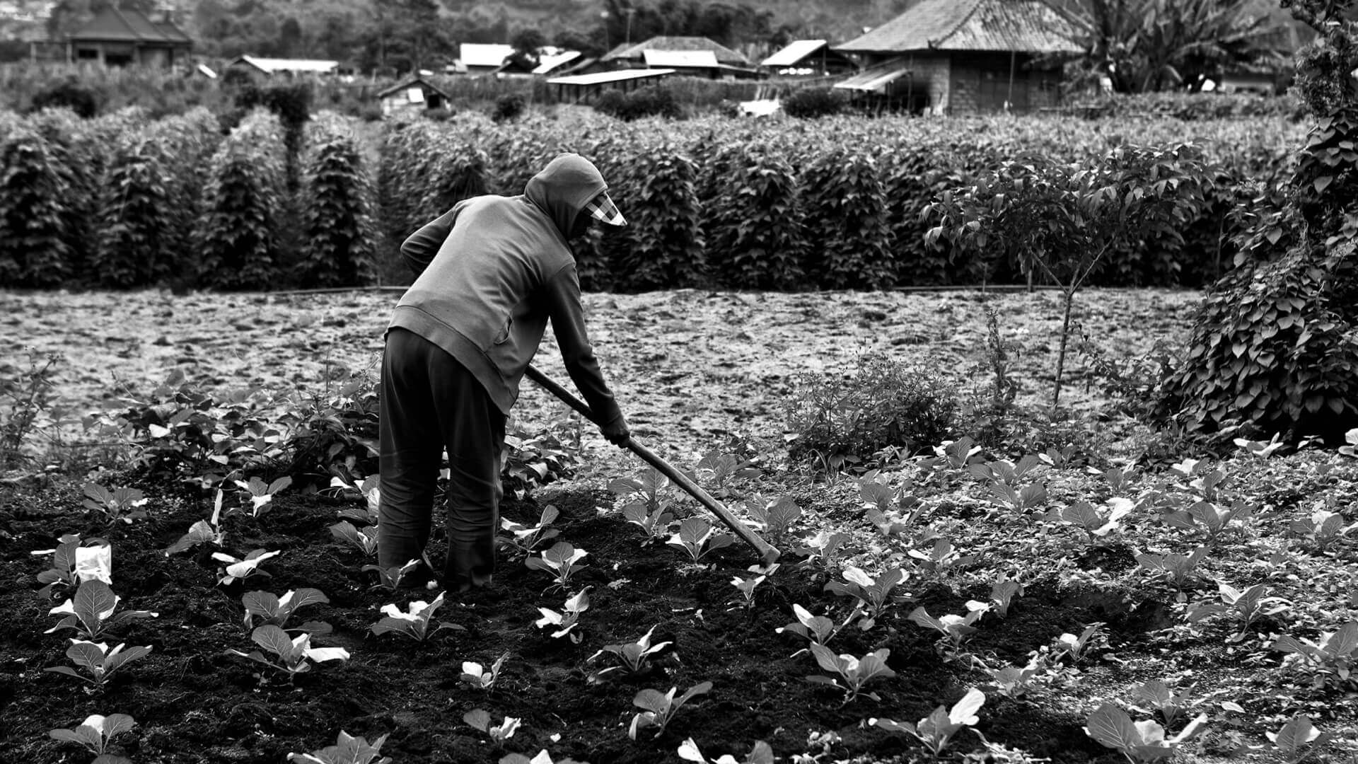 Person in hooded jacket tending resilient garden crops in open field