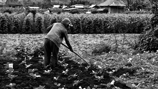 Person in hooded jacket tending resilient garden crops in open field