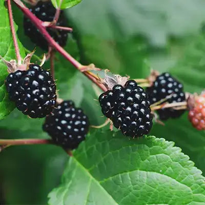 Plump glossy black raspberries clustering on vine with green leaves