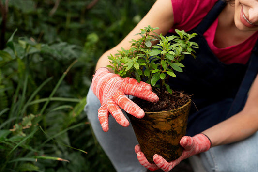 Hands in red white striped gloves hold vibrant green herb in weathered brown pot for spring planting
