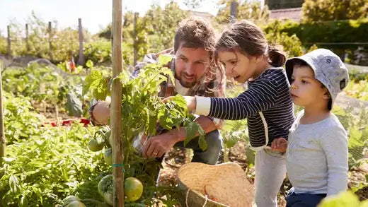 Family gardening: father and daughter inspect green tomatoes in sunlit garden
