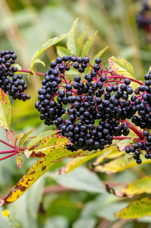 Glossy black elderberry clusters on reddish stems amid green and yellowing leaves in native plant nursery
