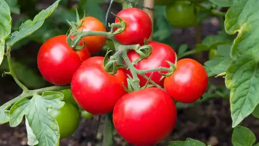 Cluster of ripe glossy red tomatoes on green vine for growing
