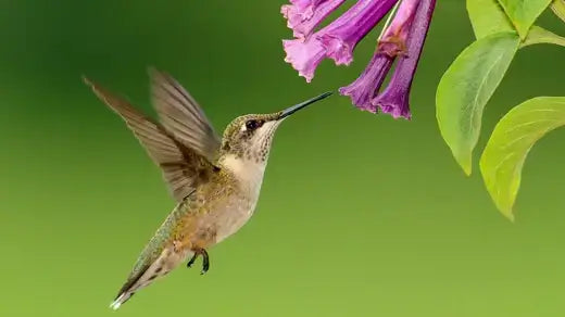 Hummingbird with iridescent green feathers hovers by purple flowers
